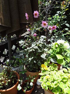 DSC01473.jpg