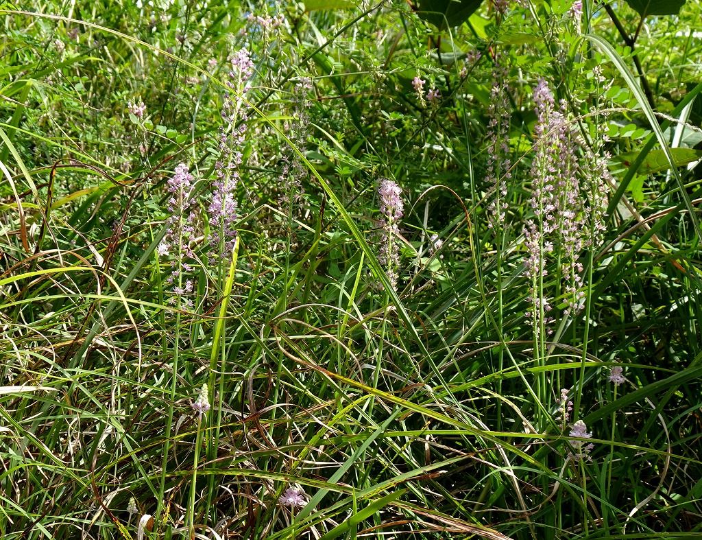8月12日 今日の一花 その２ ツルボ 蔓穂 Gazengamaのブログ 散歩中に出合った花と趣味の陶芸作品 楽天ブログ