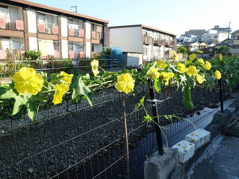 8月29日 今日の一花 その２ ヘチマ 糸瓜 Gazengamaのブログ 散歩中に出合った花と趣味の陶芸作品 楽天ブログ