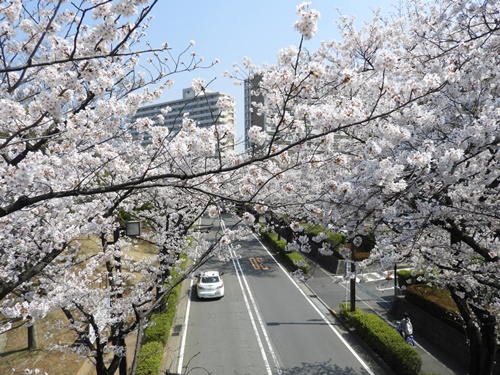 光が丘公園の桜