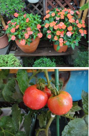 サンパチェンスとトマト