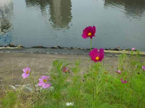 しながわ花海道