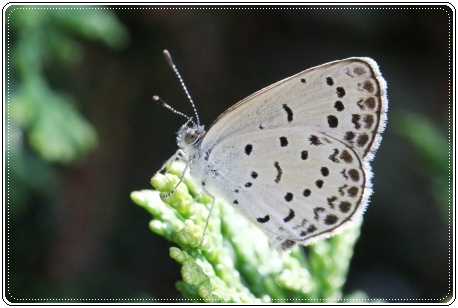 実家の庭で-8 ヤマトシジミ-1 13.9.10