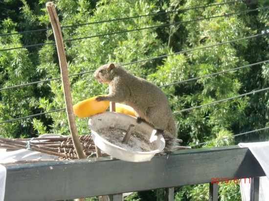 リスとすけちか祭り 016.jpg