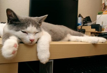 ねこ2.jpg