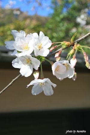 2012 Sakura