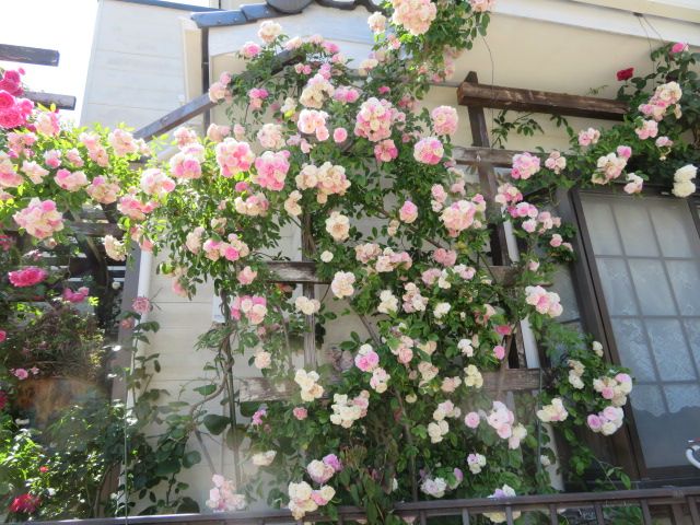 愛らしいツルバラ春がすみと美しいマクラタ マユハケオモトのその後 ばぁばの薔薇の花園 楽天ブログ