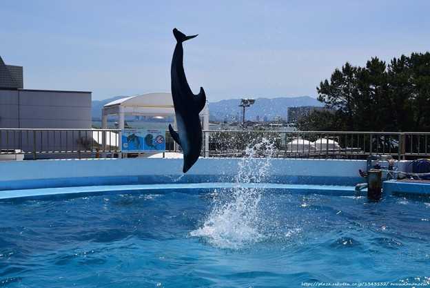 ということでマリンワールド海の中道昼間リベンジ編 その2* | 今日の予定 - 楽天ブログ