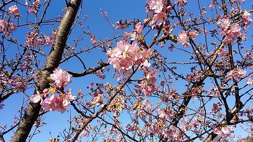 早咲き桜1