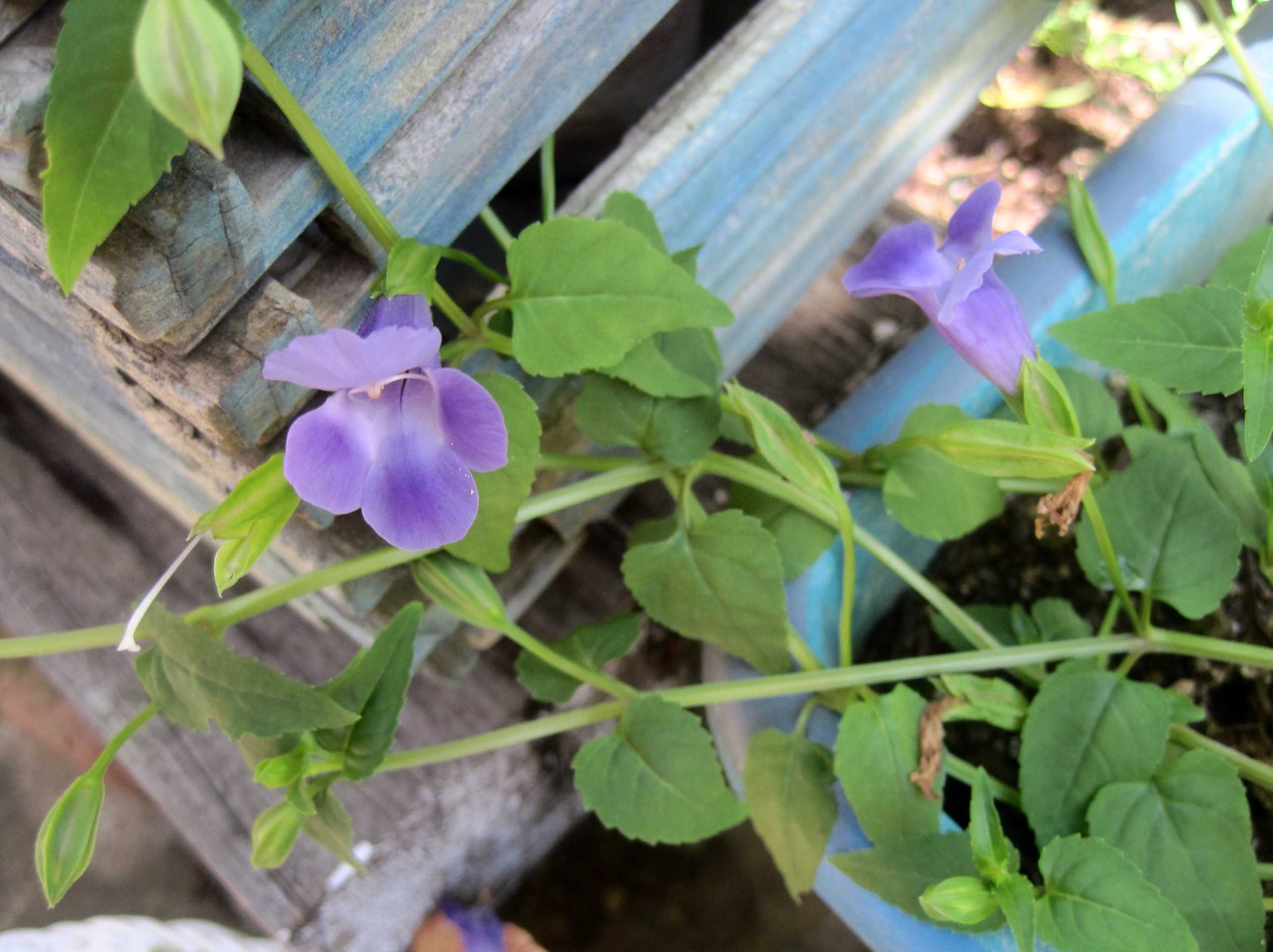 購入してよかった花 トレニア ブルーラグーン たねをまく日々 楽天ブログ