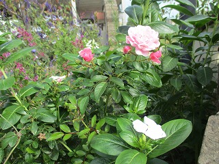 IMG_1256ss.jpg