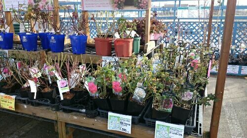 rblog-20170107210542-01.jpg