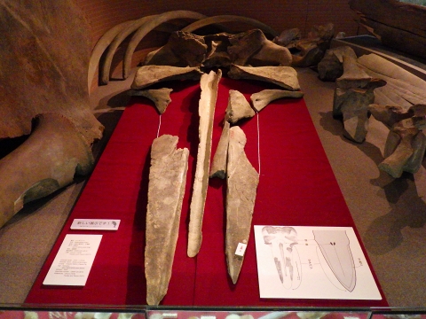 大阪市立自然史博物館2018年1月中旬20　カツオクジラの化石（頭骨）