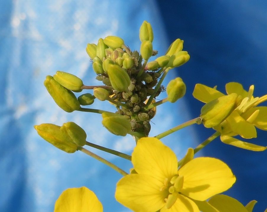 アブラムシ セイやんの養蜂雑記帳 楽天ブログ