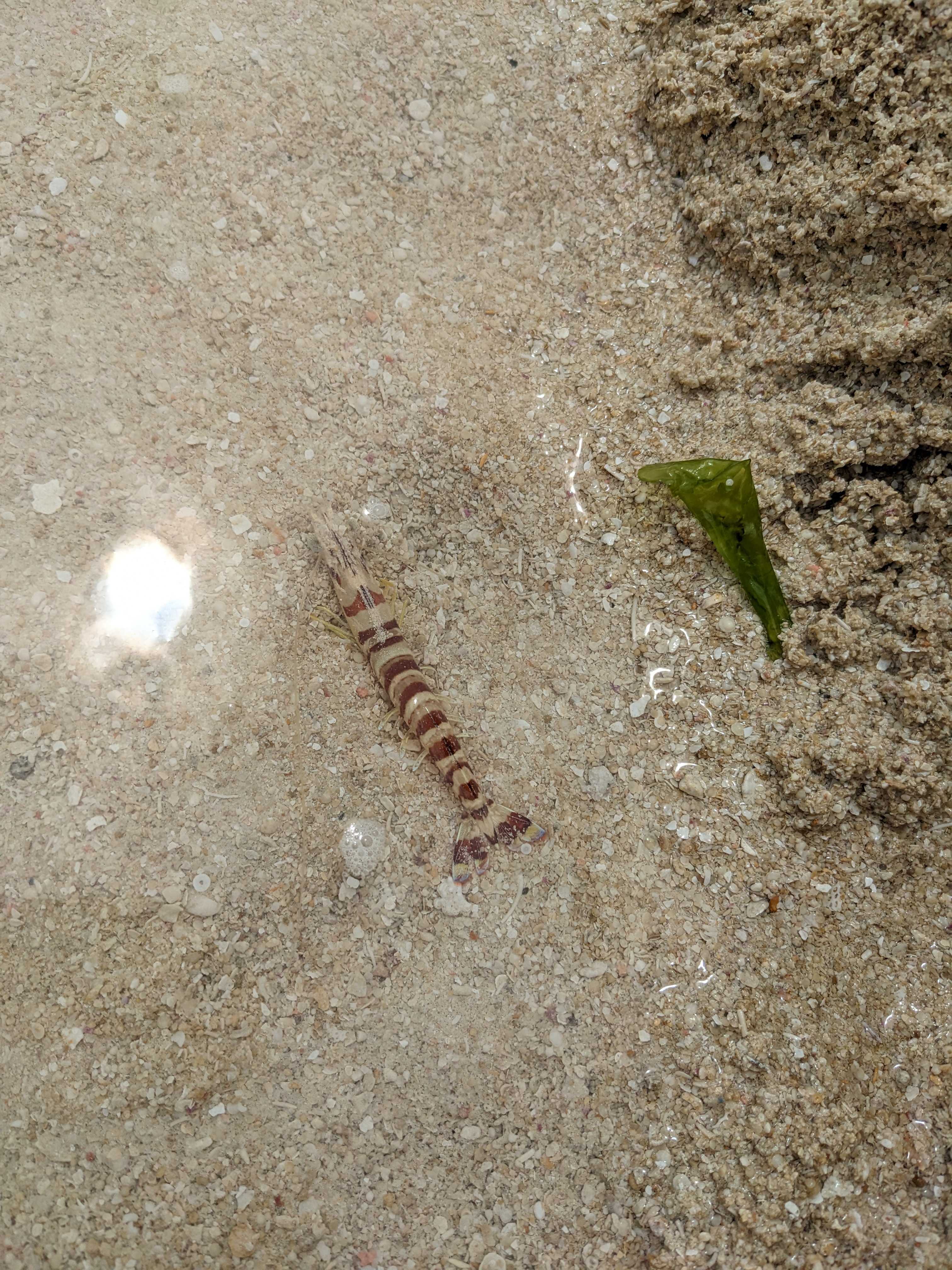 美々ビーチ　海老がいました