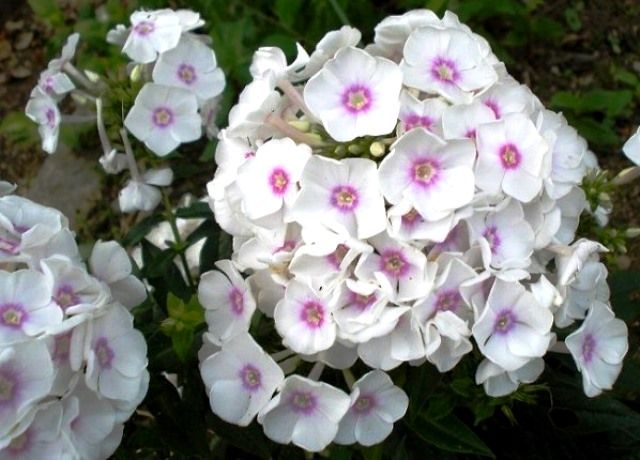 宿根フロックスの花 花と蕎麦とリハビリと 楽天ブログ