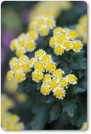 実家の庭で-14 ハナイソギク 13.11.8