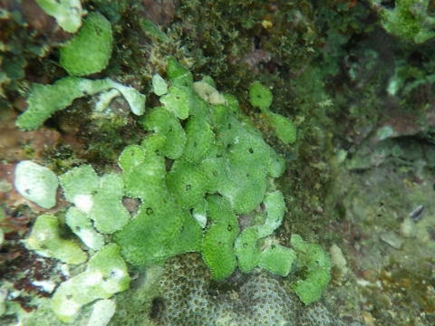 沖縄磯採集2017年9月下旬22　ネンエキボヤ属の一種（Diplosoma sp.）の疑い　Diplosoma virensの疑い