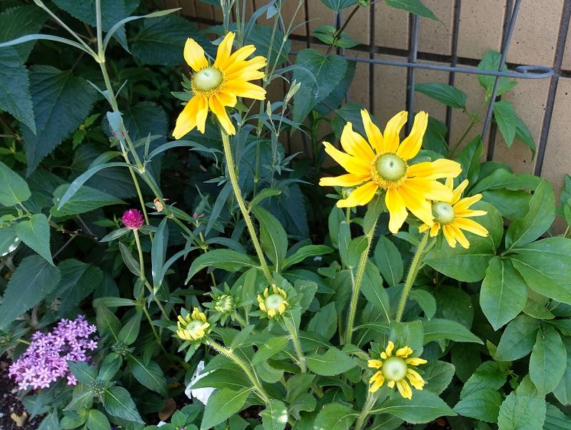 6月8日 今日の一花 その３ ルドベキア Gazengamaのブログ 散歩中に出合った花と趣味の陶芸作品 楽天ブログ