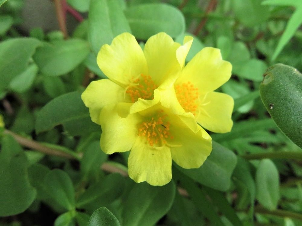 庭の花 マツバボタン ポーチュラカ 挿し木の沈丁花 バラ 大分金太郎の花鳥蝶月 楽天ブログ