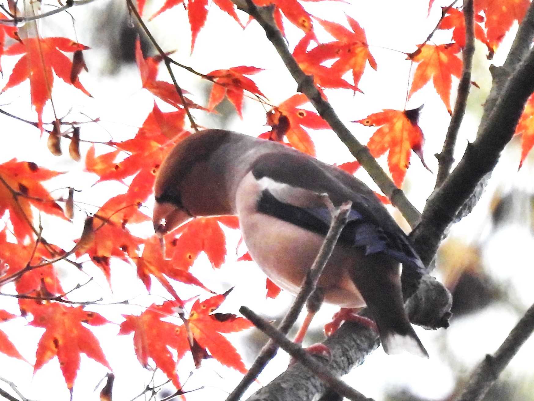 2023-11-20-再度公園 シメがカエデの実を食べる、コゲラの巣作りなど13 