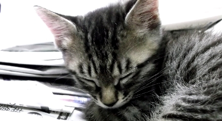 すずひめ　アップ寝姿　01　8月16日.jpg