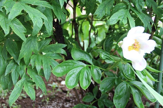 芍薬 昼顔のつぶやき 楽天ブログ