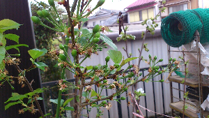 rblog-20130401234309-01.png