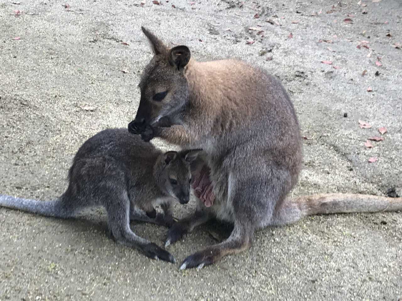 ベネットアカクビワラビーの赤ちゃん 今日は誰と会えるかな だいたい東山動植物園 楽天ブログ