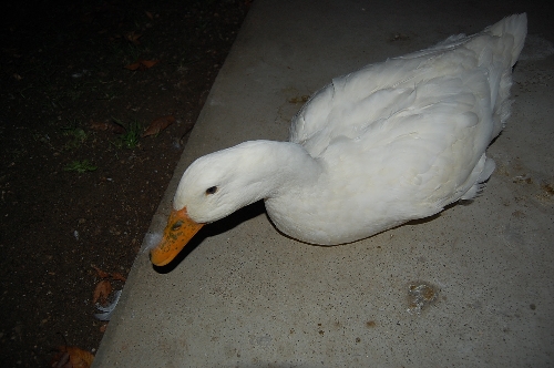 DSC_0338.JPG