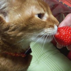 いちごとねねちゃん