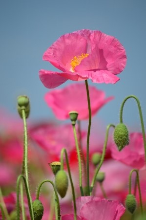 DSC_0861 (450x299).jpg