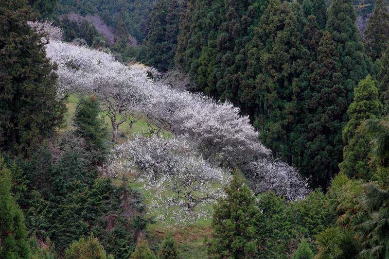 広橋梅林_004.jpg