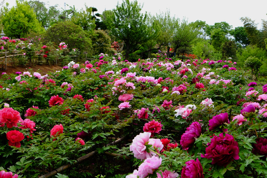 2016 04 23_4240.jpg