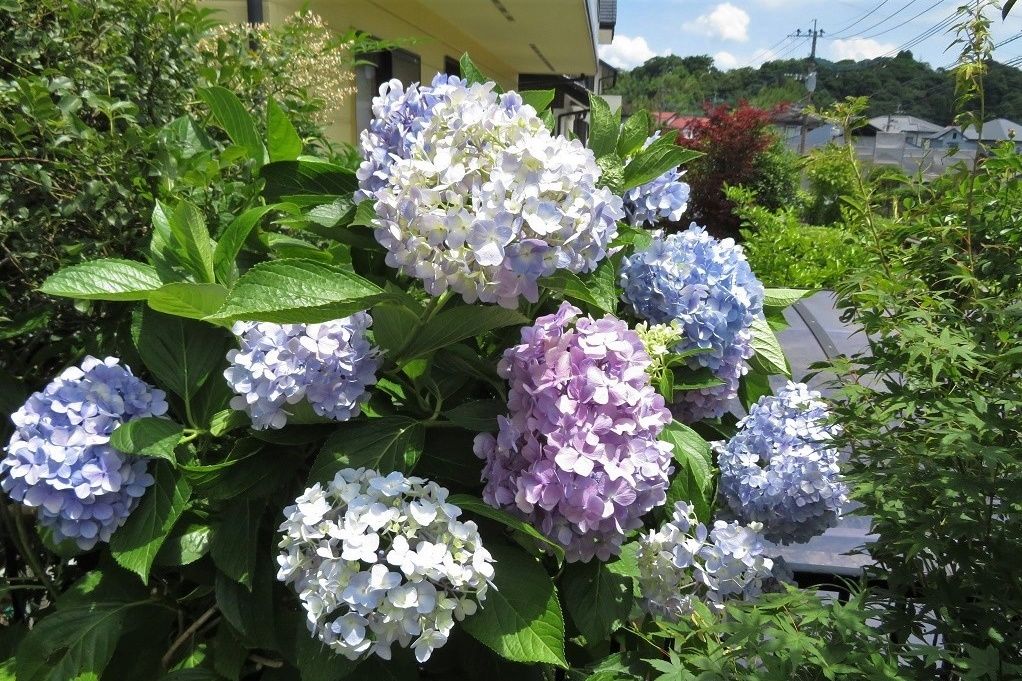 庭の花 ヒマワリと紫陽花 月下美人の蕾 庭の昆虫 ヒメアカタテハ ゴマダラカミキリ 大分金太郎の花鳥蝶月 楽天ブログ