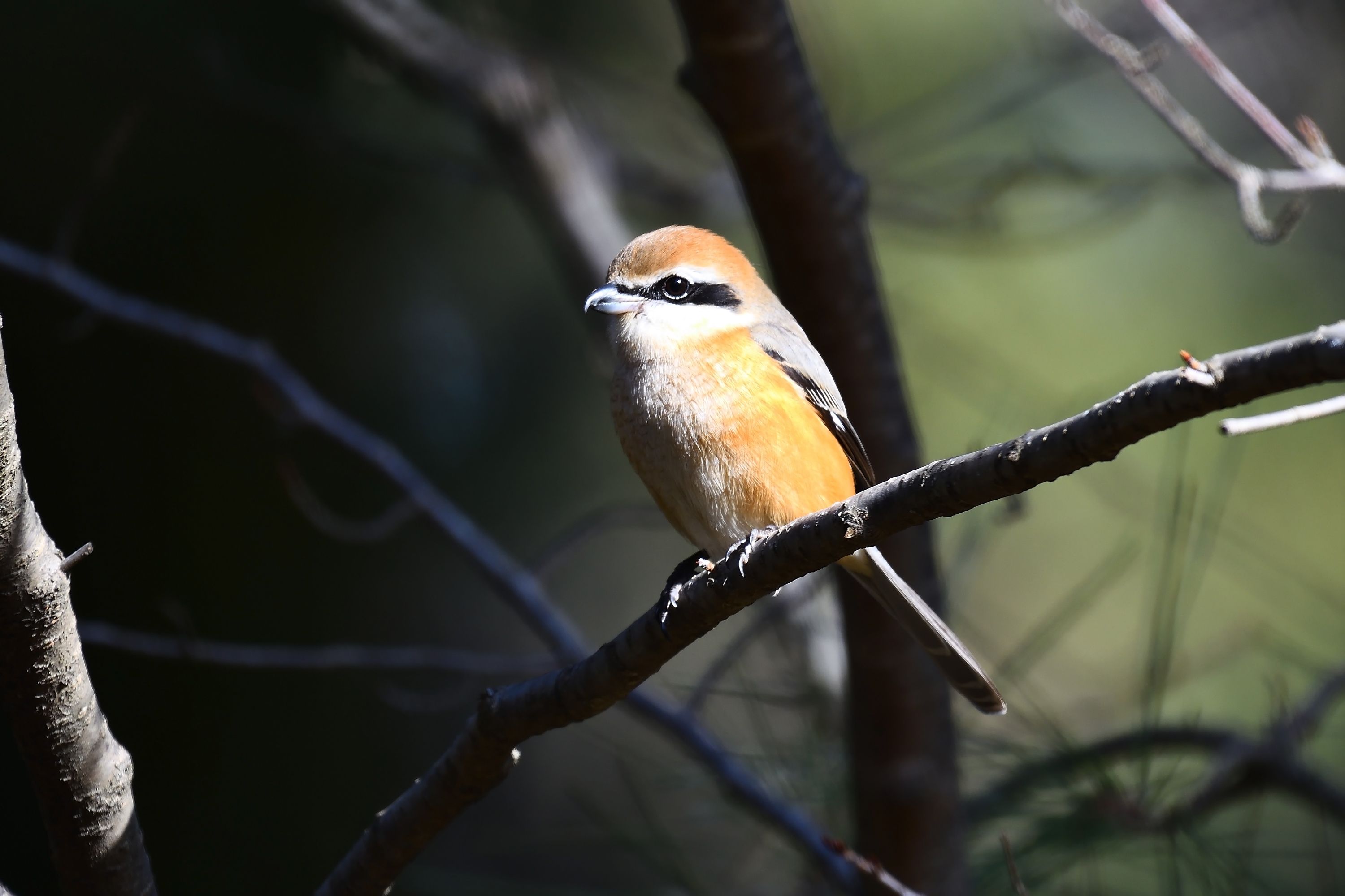 京都、都市公園の野鳥たち 冬鳥や留鳥たち その5 | 野鳥との日常生活を綴る - 楽天ブログ