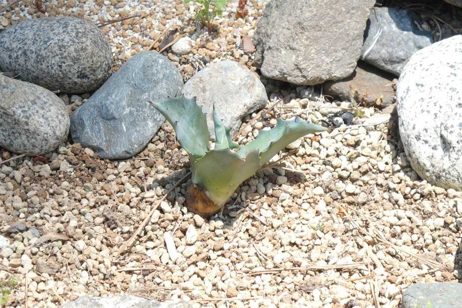 地植えアガベの様子～フェロックス”縞斑” | 小平太1098のブログ - 楽天