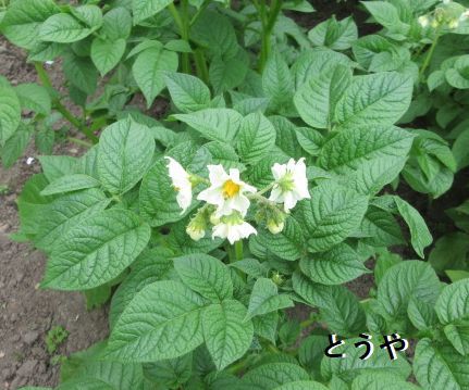 野菜の生長 収穫 厚田の海 季節の花 楽天ブログ