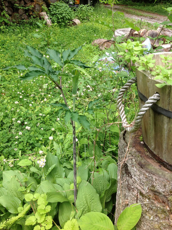 green.jpg