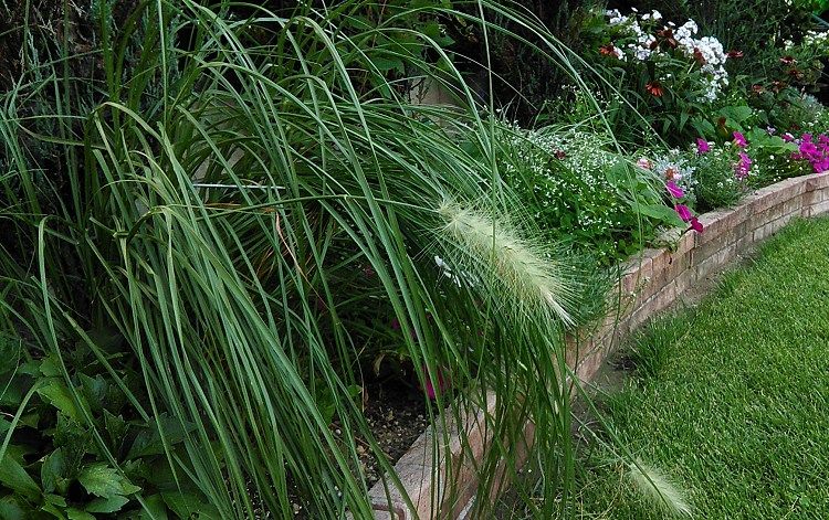 大きなネコジャラシ系のグラス Miraiの庭 つれづれに 楽天ブログ