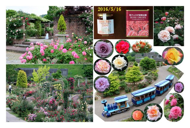 ブログ用　花フェスタ記念公園　20160516.jpg