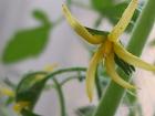 この花も結実してくれると嬉しい