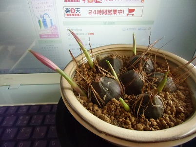 20130320トキソウ.jpg