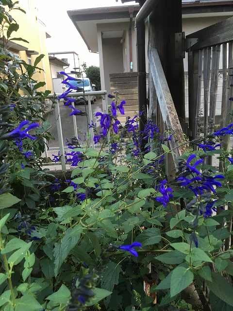 コバルトセージが咲いた 楽しい庭作り 楽天ブログ