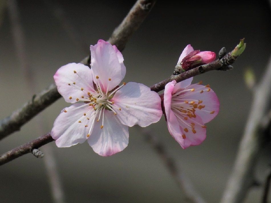 野の花；キュウリグサ、ワスレナグサ、オオイヌノフグリ