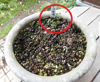 オキザリス コモサの発芽 ミニチューリップ ヘレネの球根の植付け のんびりガーデニング 楽天ブログ