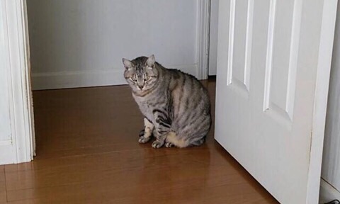 image.jpg