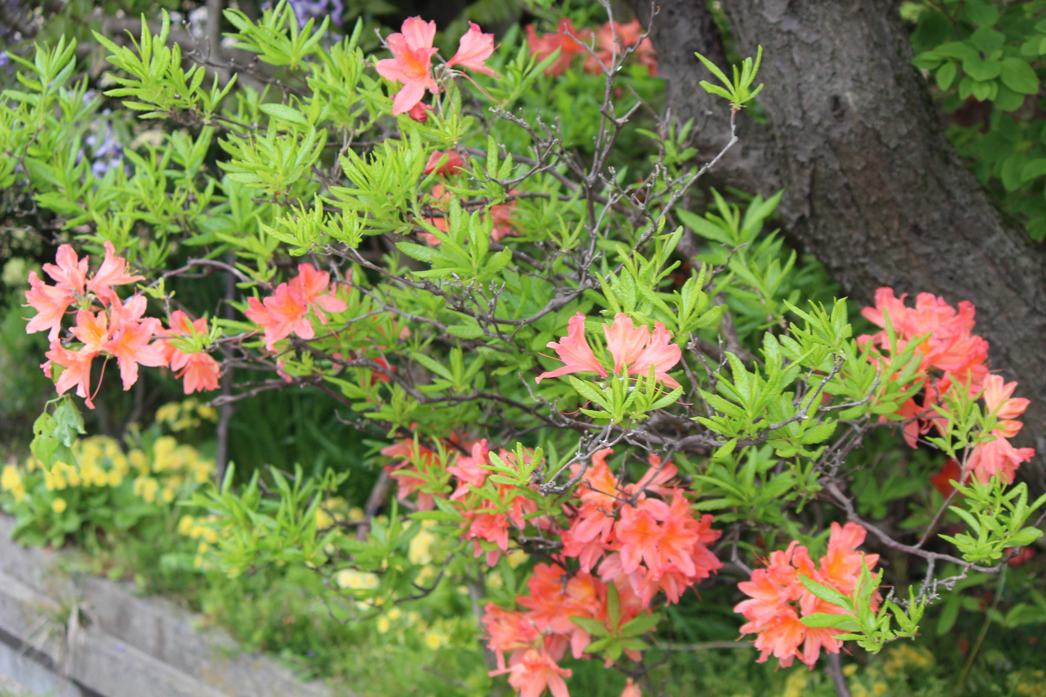 レンゲツツジ つれづれ日記 楽天ブログ