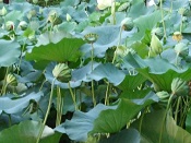 2014天神祭