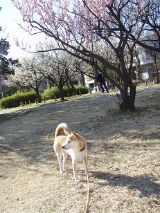 花より団子